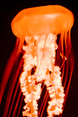 Red jelly